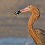 thumbs/IMG_1664.jpg